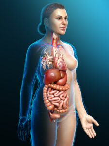 3d rendered medically accurate illustration of a female Veins anatomy